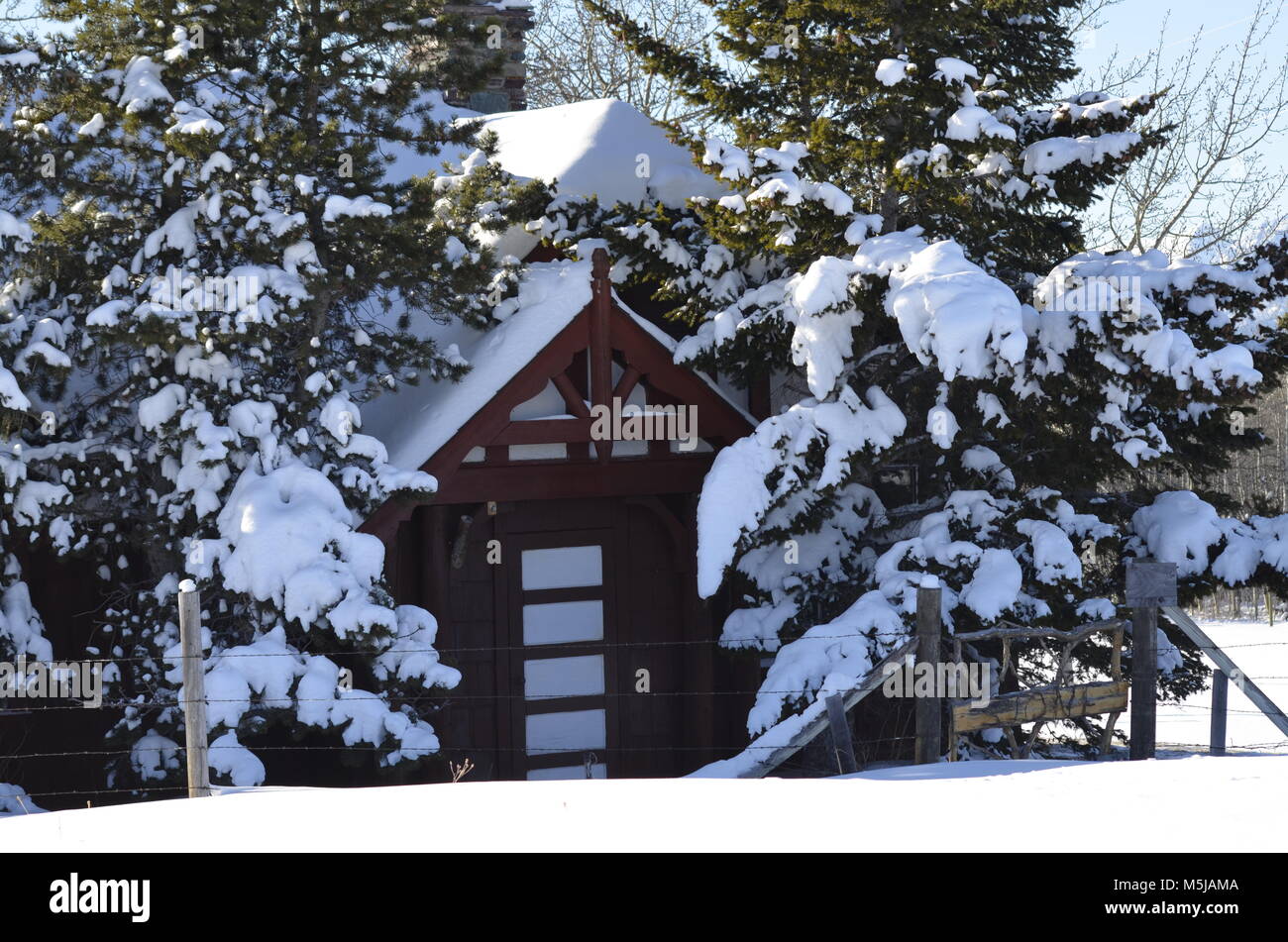 Ein nettes kleines Häuschen, sitzt unter einer großen Gruppe von schneebedeckten Fichten Stockfoto