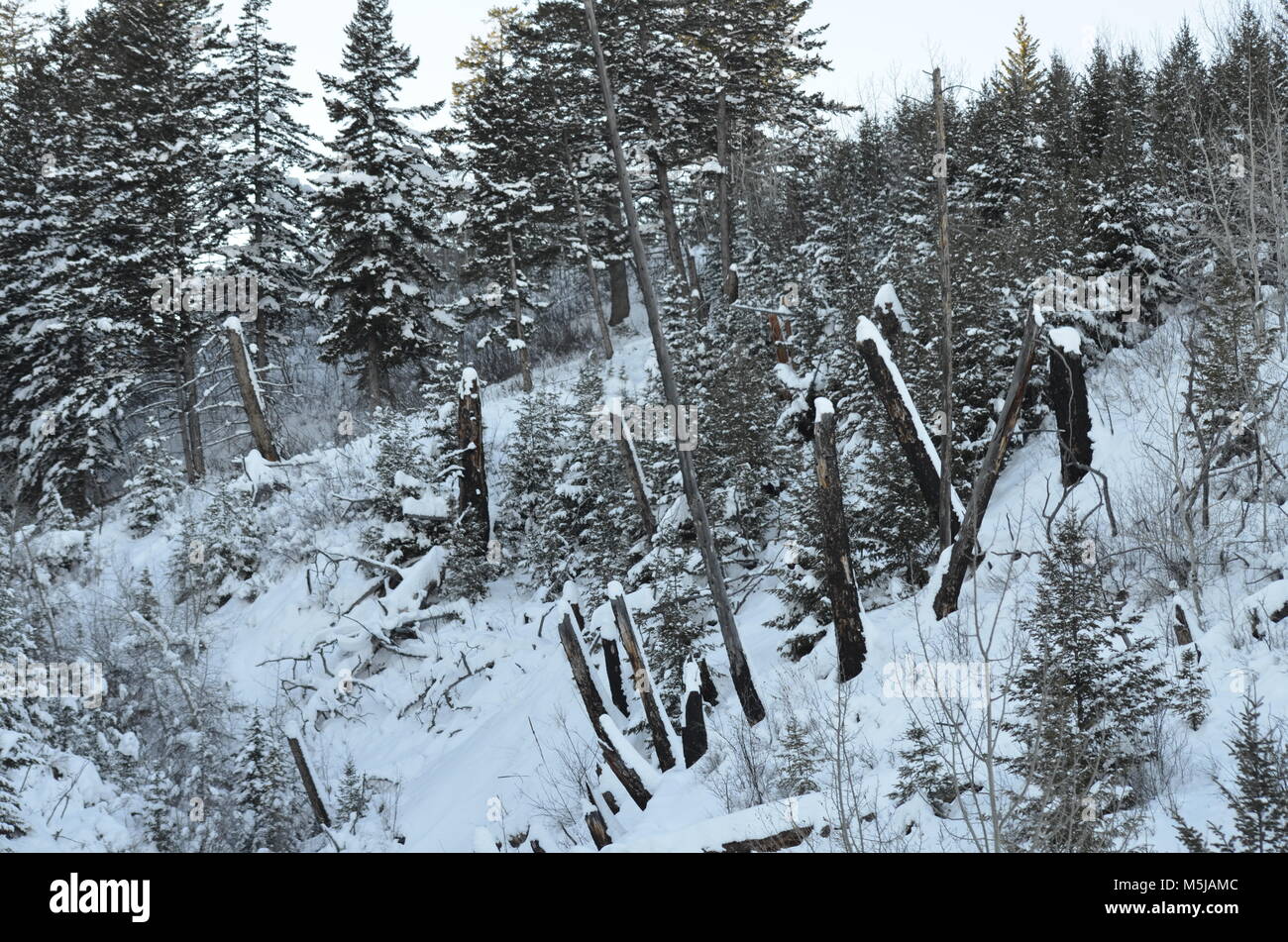 Eine picturous Blick auf den Wald nach einem schweren Schnee fallen, für den Boden und die Bäume mit einer großen Menge von Schnee Stockfoto
