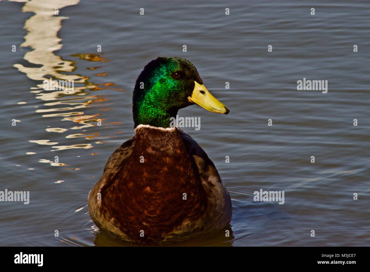 Männliche Stockente bei Lindsey Park Public Angelsee, Canyon, Texas! Stockfoto