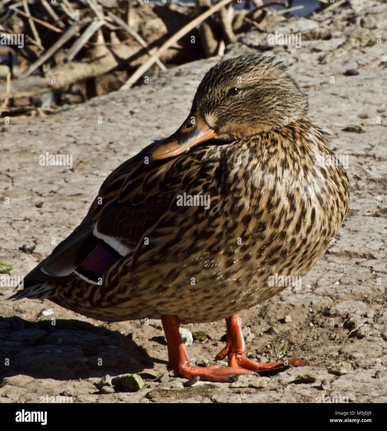 Stockente Weiblich, Lindsey Park Public Angelsee, Canyon, Texas Stockfoto