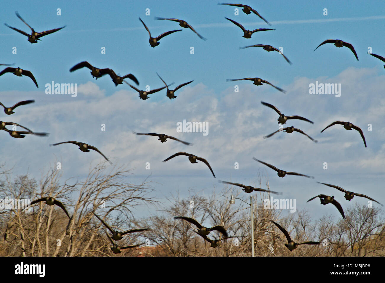 Kanada Gans Herde ausläuft Landung auf Lindsey Park Public Angelsee, Canyon, Texas Stockfoto