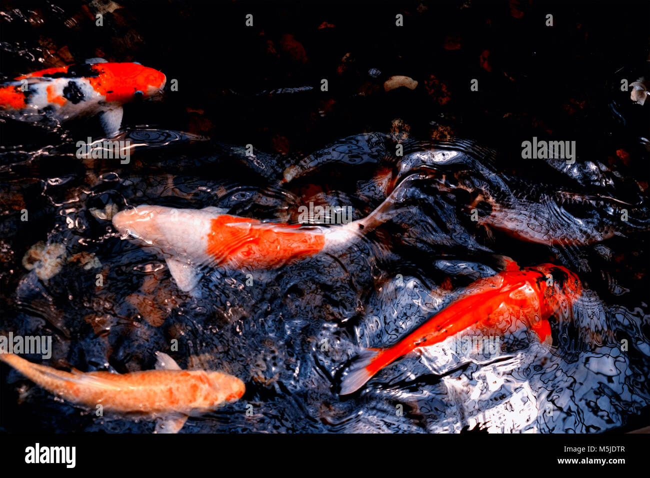 Bunte Lust auf Karpfen Fische im Wasser bei wenig Licht Stockfoto