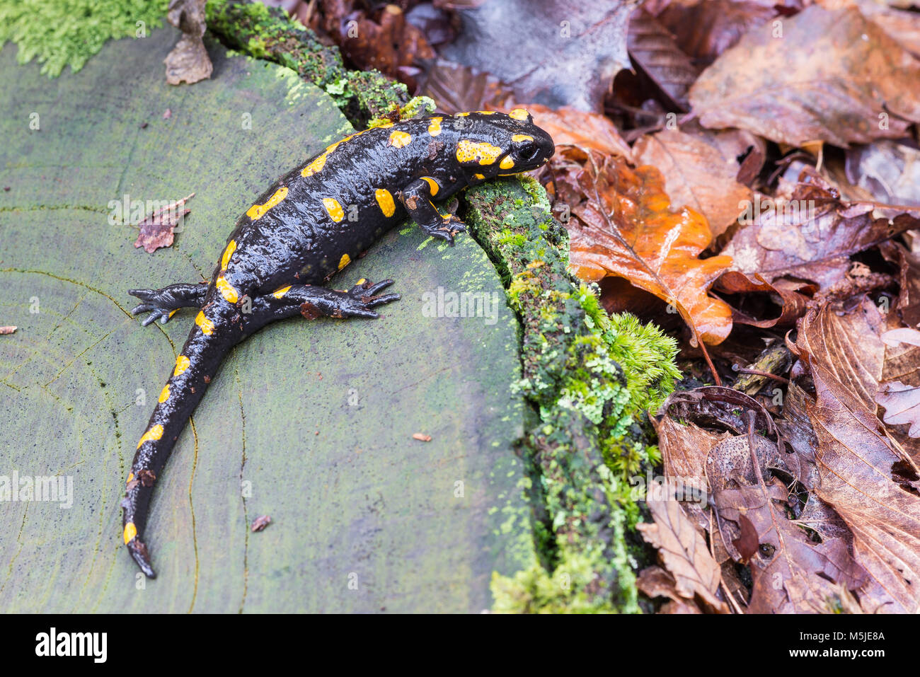 Feuersalamander oder Salamandra Salamandra. Nahaufnahme von einem