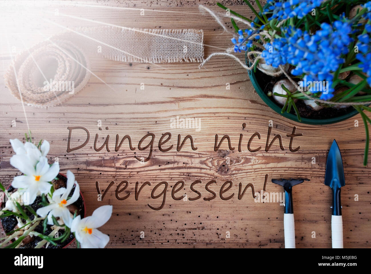 Deutsche Text Duengen Nicht Vergessen bedeutet nicht Mist vergessen. Sonnige Frühling Blumen wie Traubenhyazinthen und Krokus. Gartengeräte wie Rechen und Shov Stockfoto