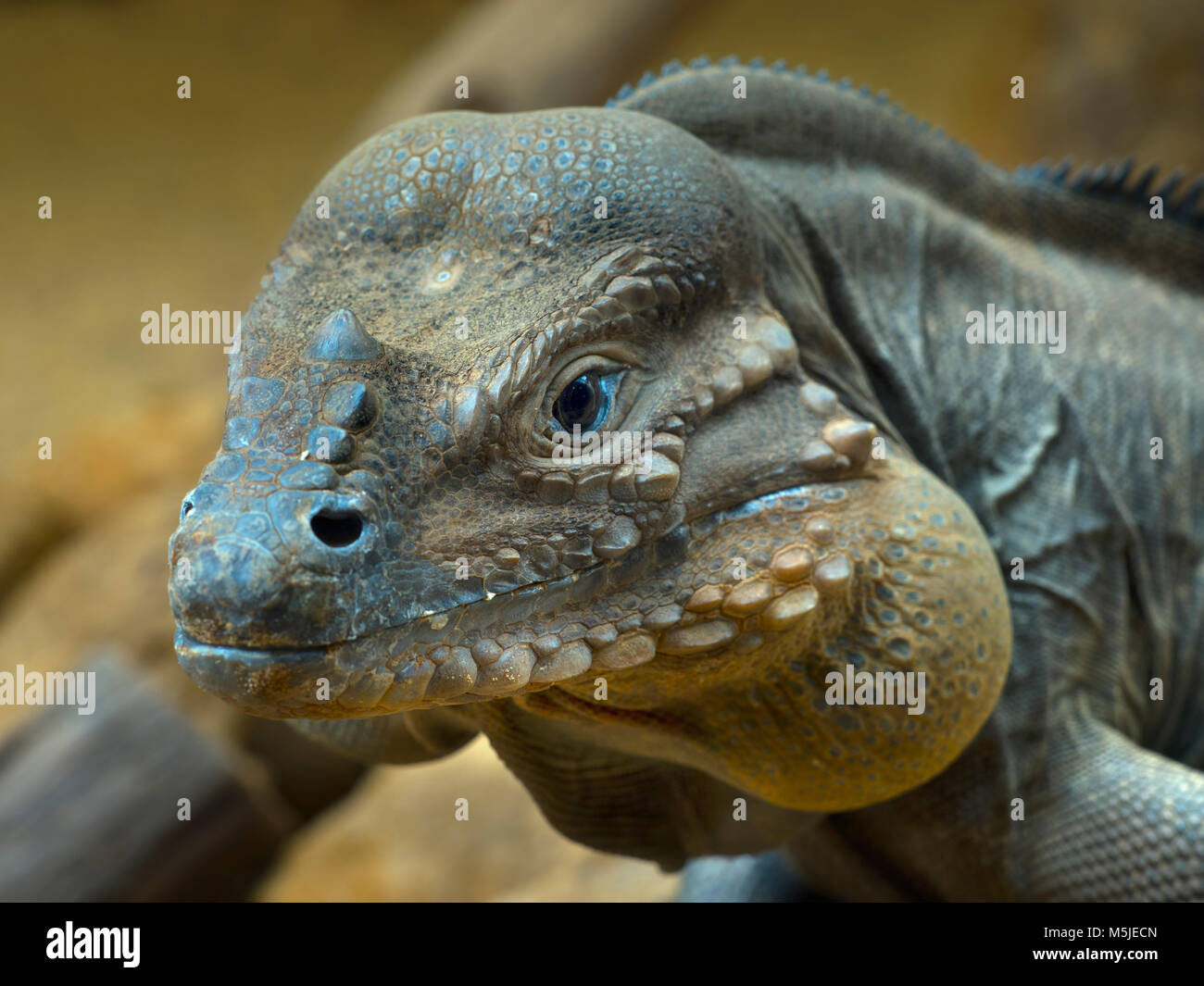 Rhinoceros iguana Cyclura cornuta (Captive) Stockfoto