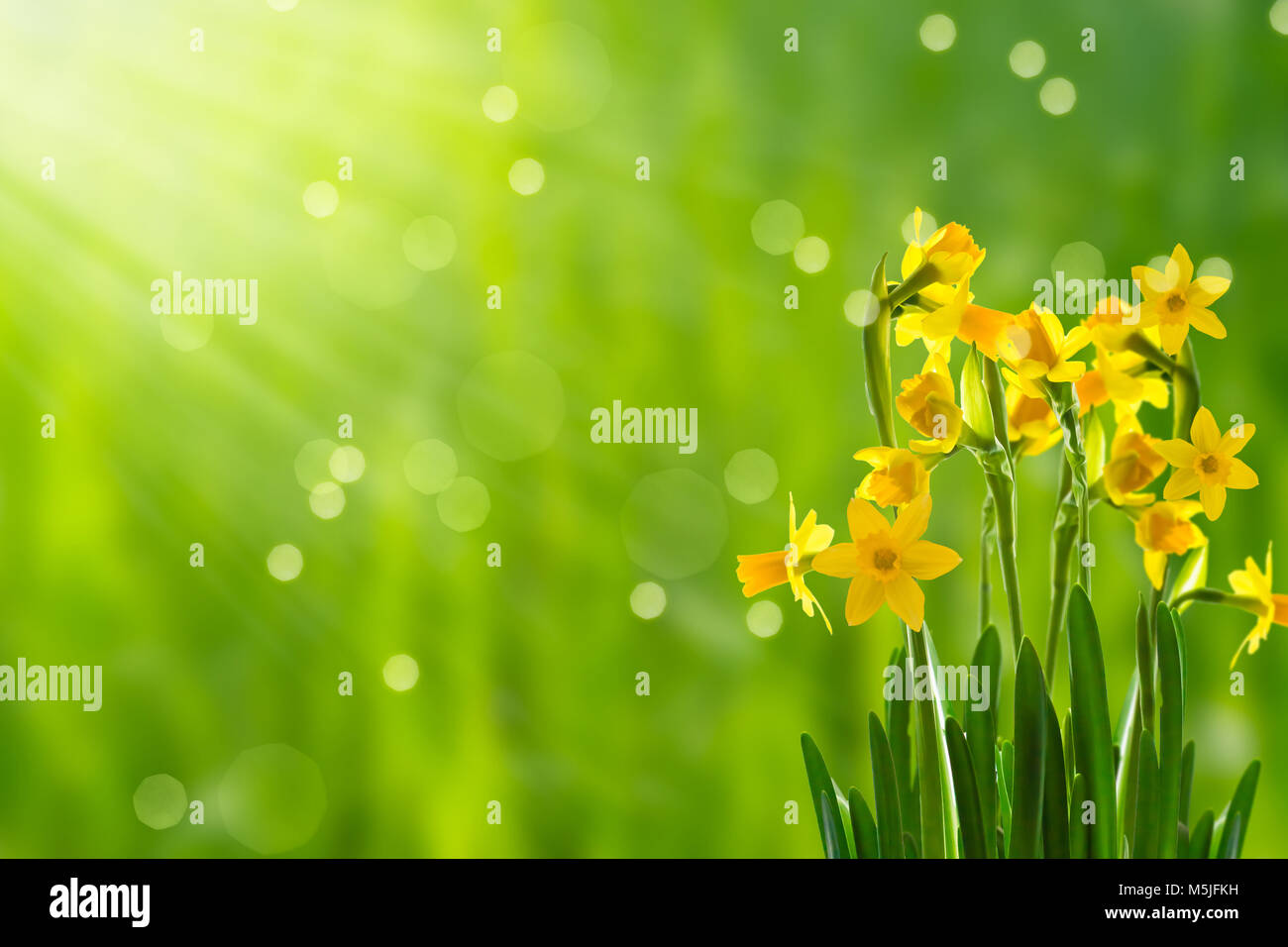 Ostern Blumen im Sonnenschein Stockfoto