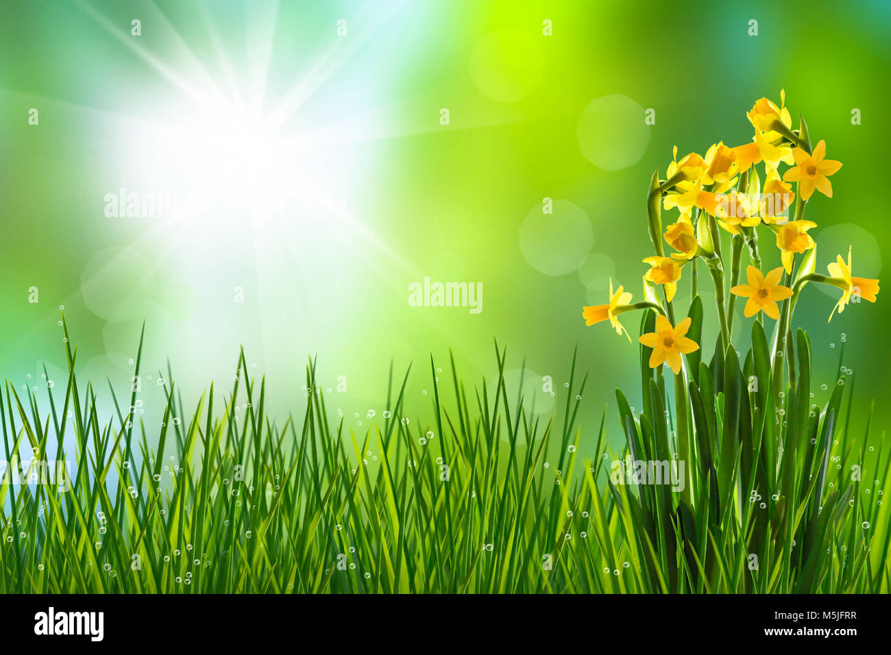 Narzissen in der Wiese im Frühling Stockfotografie Alamy