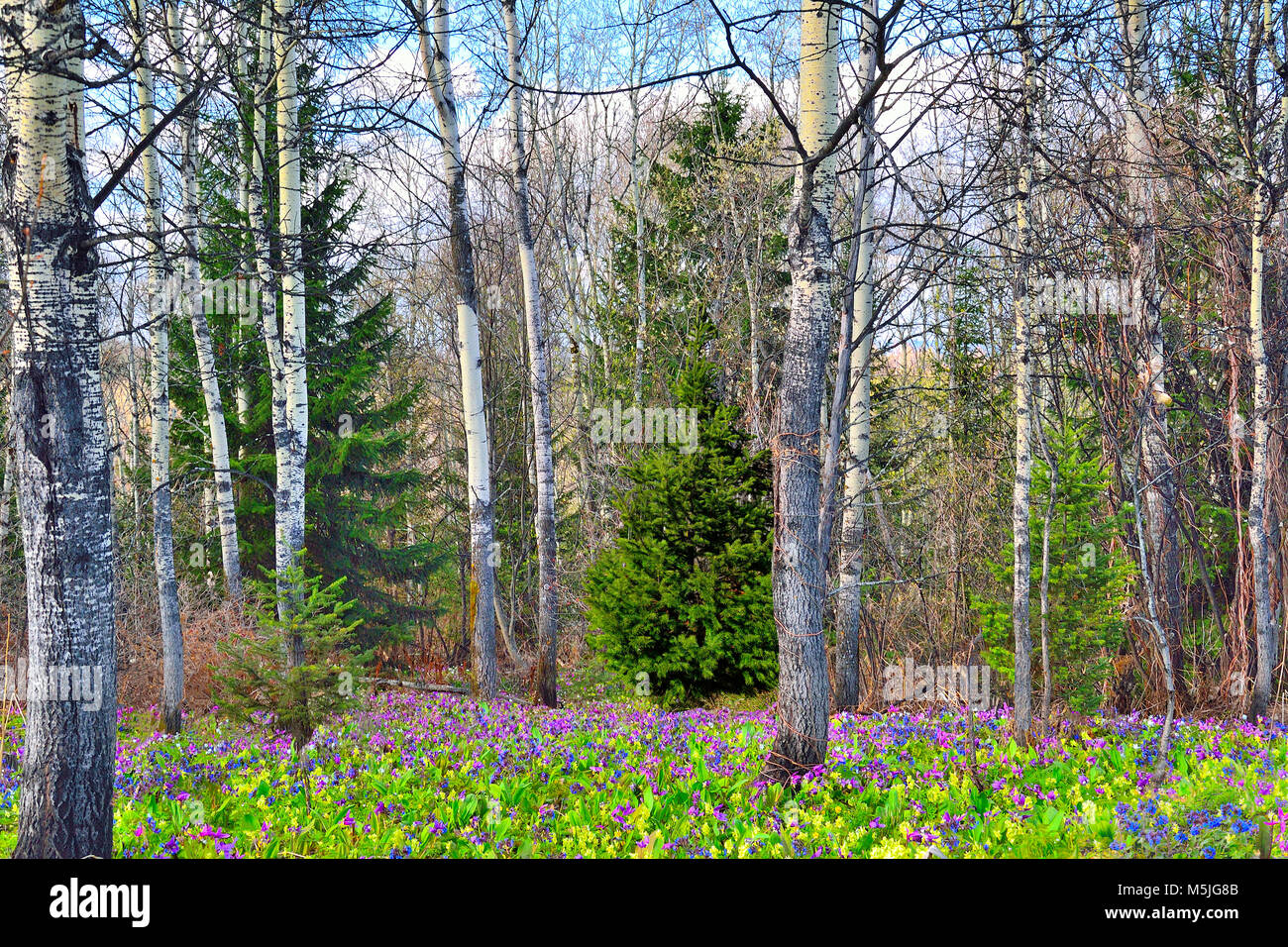 Malerische Frühjahr wald landschaft. Die Erde wird von Multi-farbigen Teppich der ersten wilden Blumen. Stockfoto