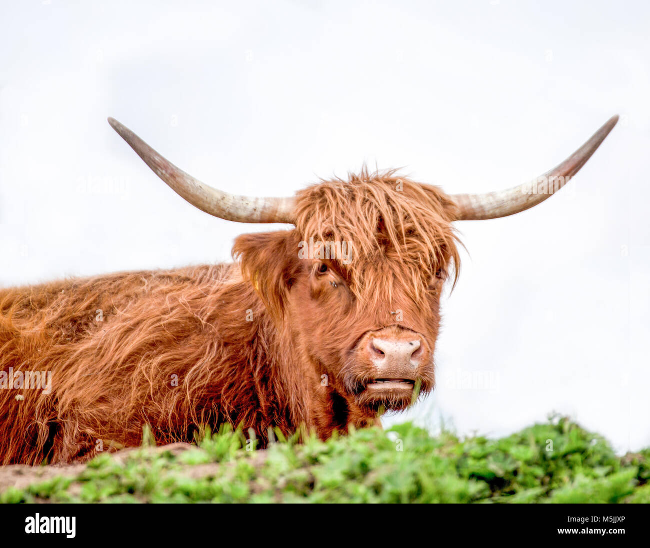 Große Stier mit langen Fell in einem weißen Hintergrund/Dolomiten/Italien/Bull/braun/Hörner Stockfoto
