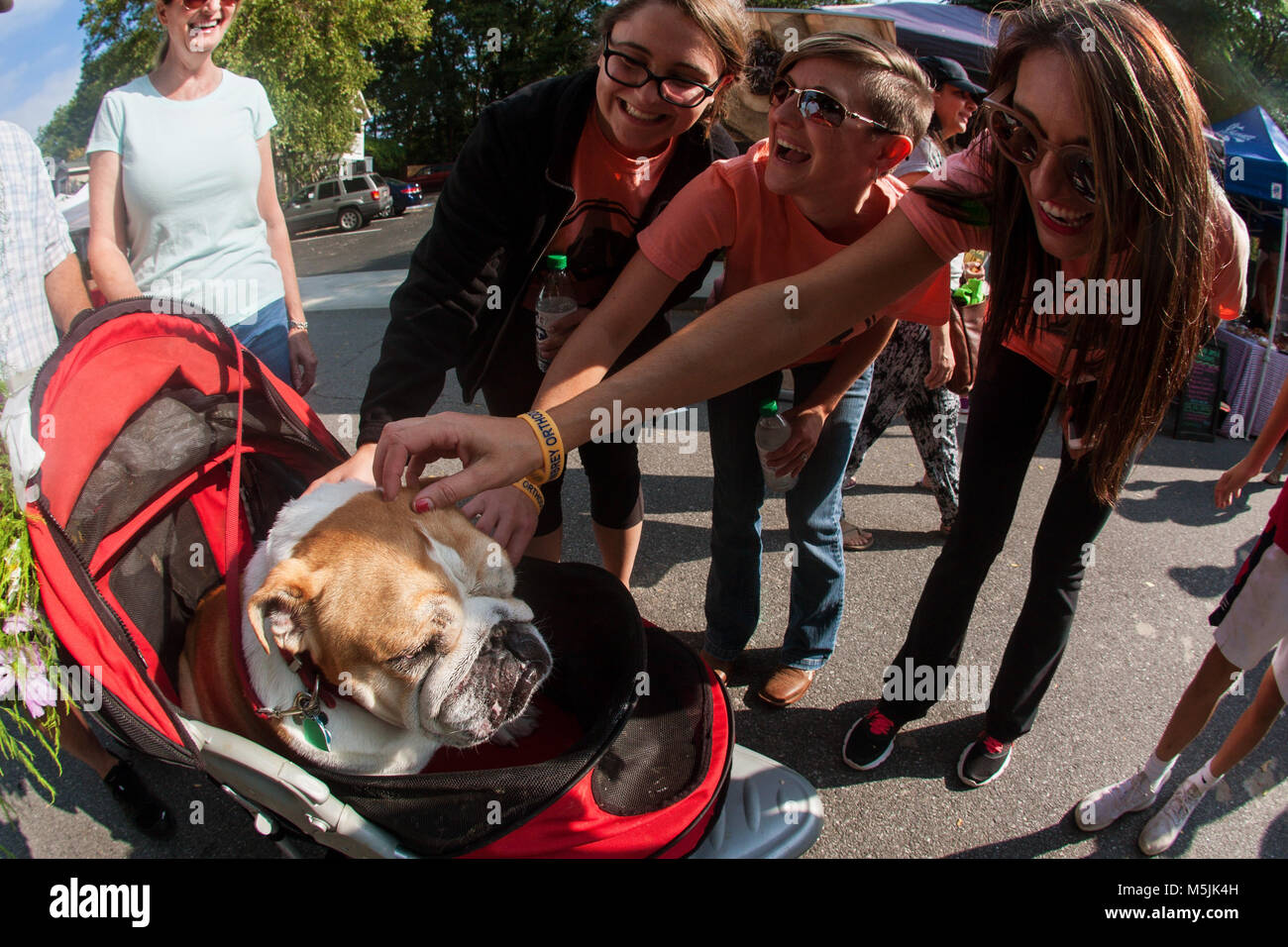 stroller for english bulldog