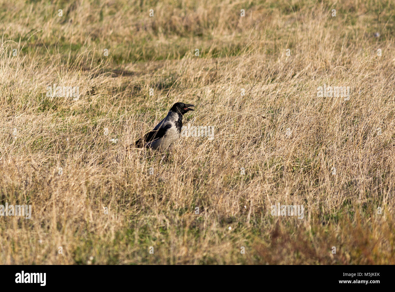 Die Krähe steht auf trockenem Gras. Stockfoto