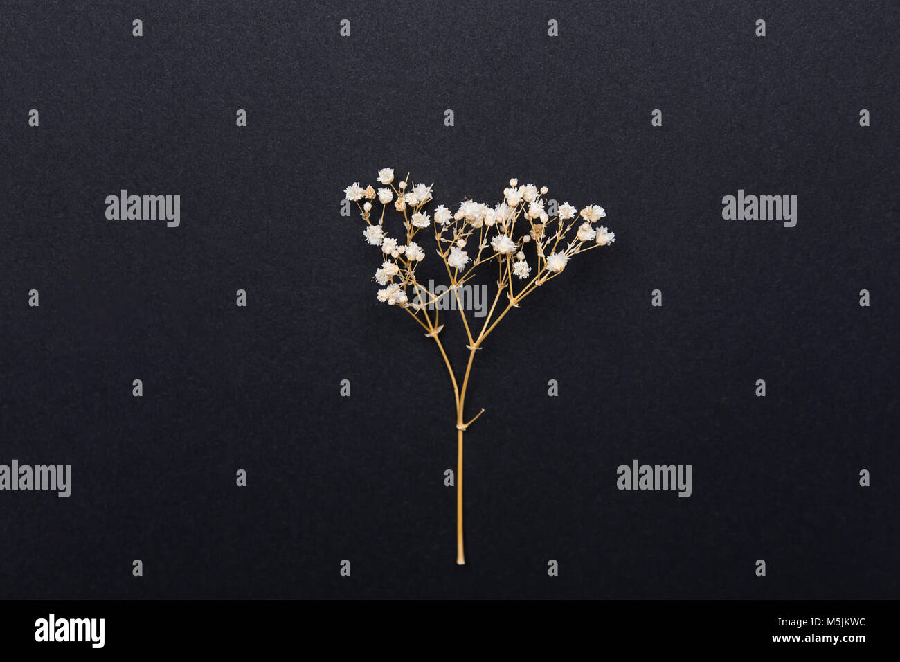 Zweig des Kleinen Weißen trockenen Frühling Blumen auf schwarzem Hintergrund im Vintage Style. Ostern Muttertag Mode natürliche Kosmetik Konzept. Japanisch-minimalistisch Stockfoto