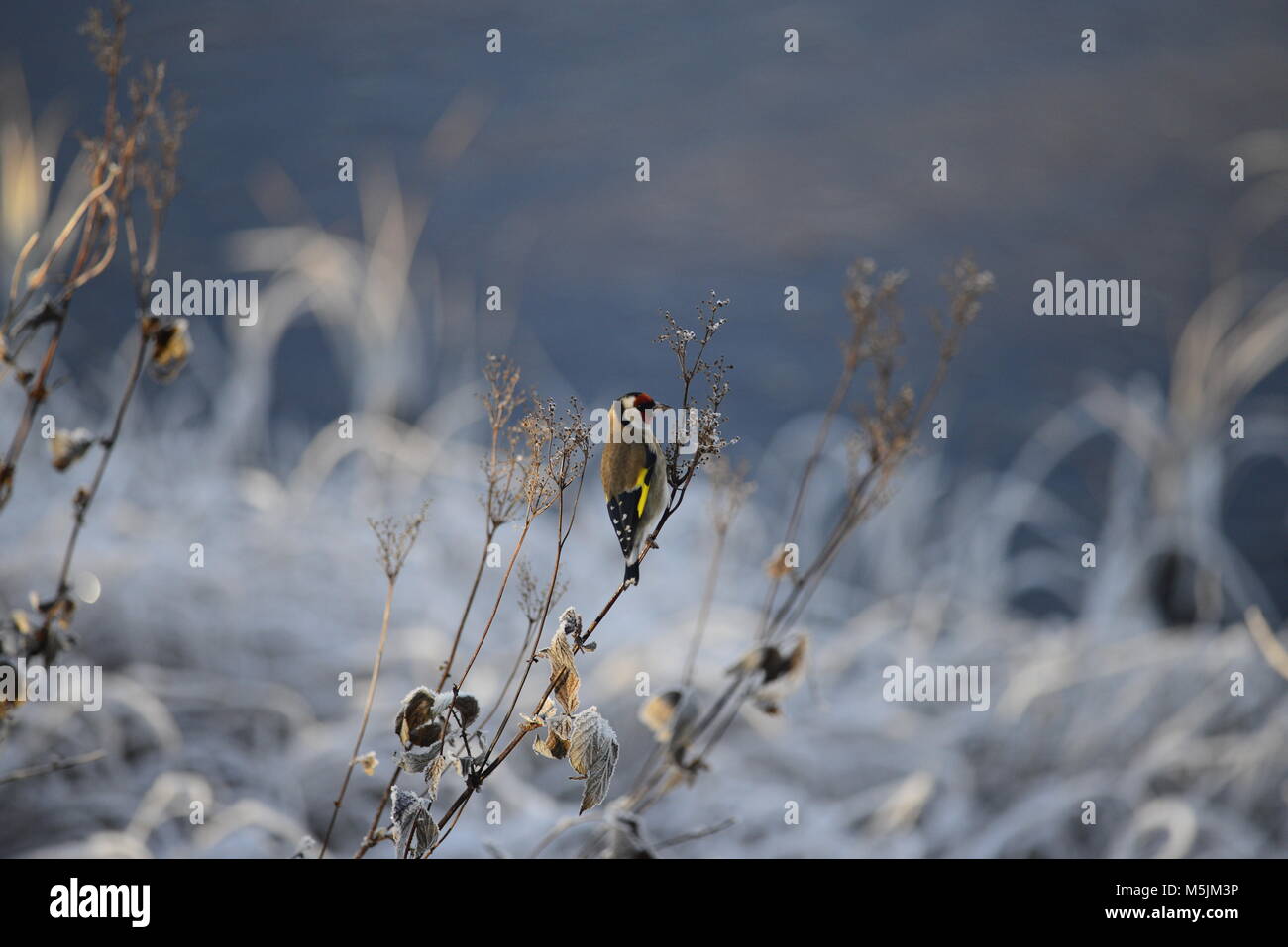 Stieglitz im winter Stockfoto