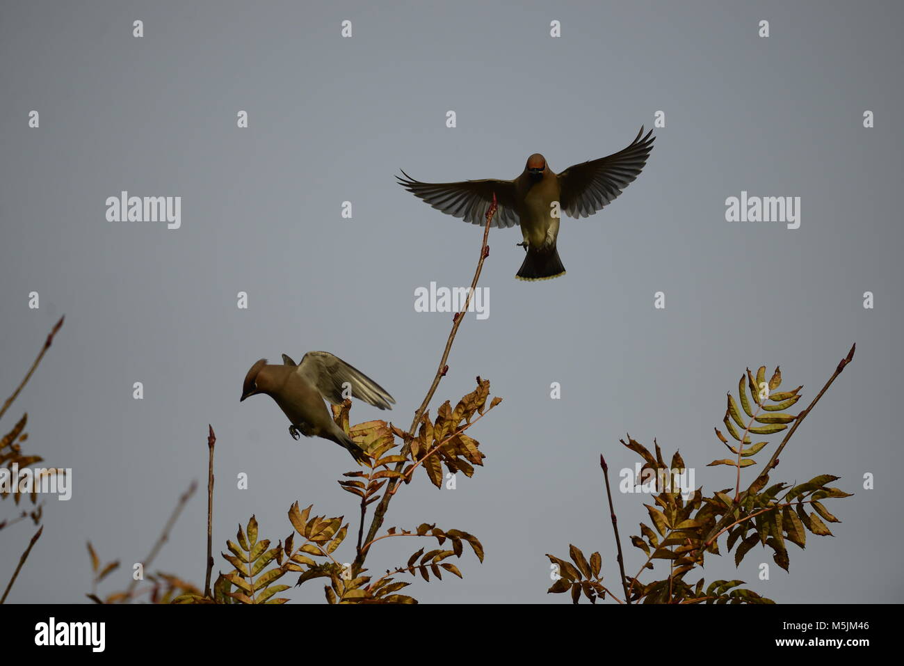 Waxwings Landung Stockfoto