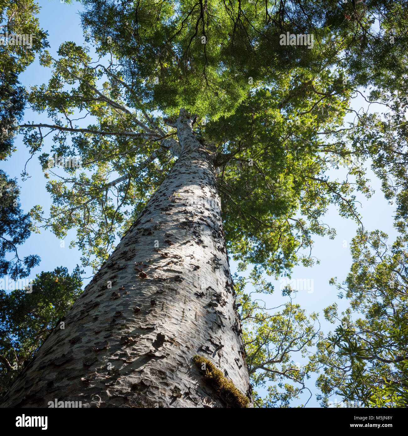 Kauri Bäume, Waipoua Forest, Westküste, North Island, Neuseeland Stockfoto