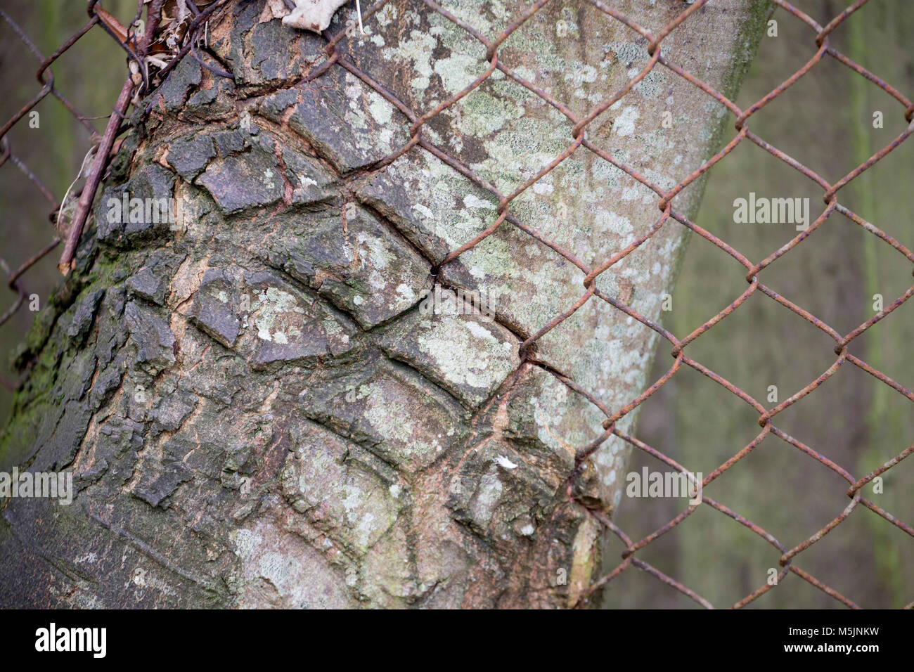 Ein Baum, der in Metall gewachsen Fechten hat, eine mögliche Gefahr für Kettensägen Stockfoto
