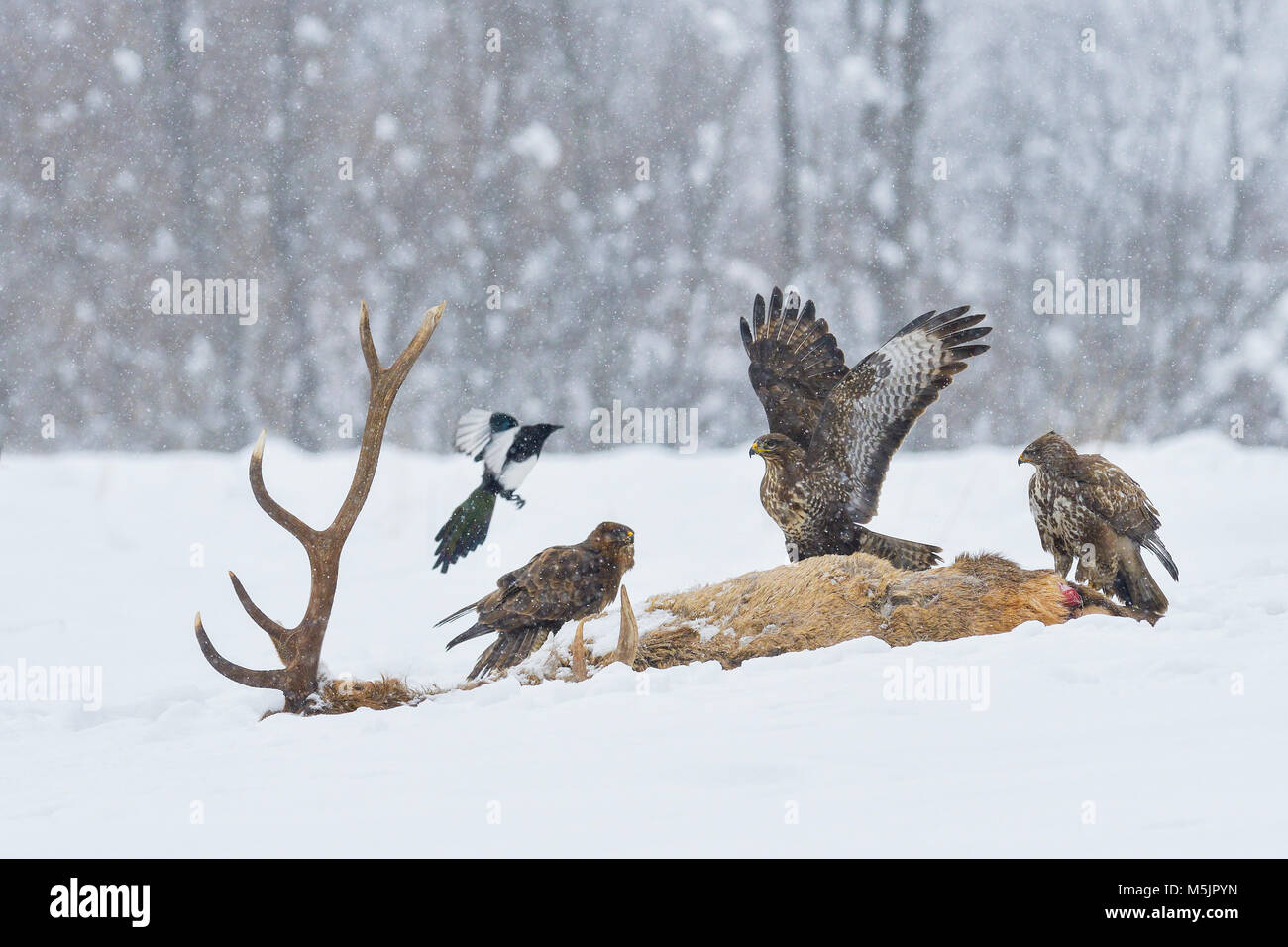 Steppe Bussard (Buteo buteo) und gemeinsame Magpie (Pica Pica) am Kadaver eines Hirsche im Winter, Tirol, Österreich Stockfoto