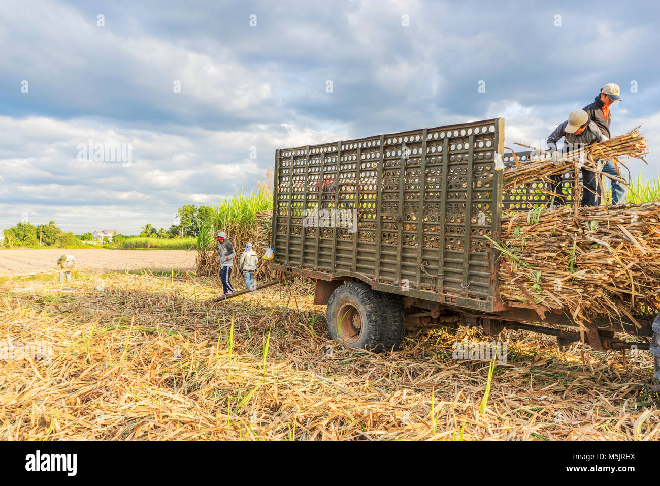 Zuckerrohr in der Ernte in der Landwirtschaft, in đà Ninh, Vietnam. Materialien der Zuckerindustrie Stockfoto