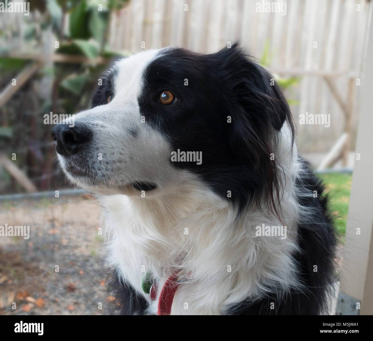 Border Collie aus Victoria, Australien Stockfoto