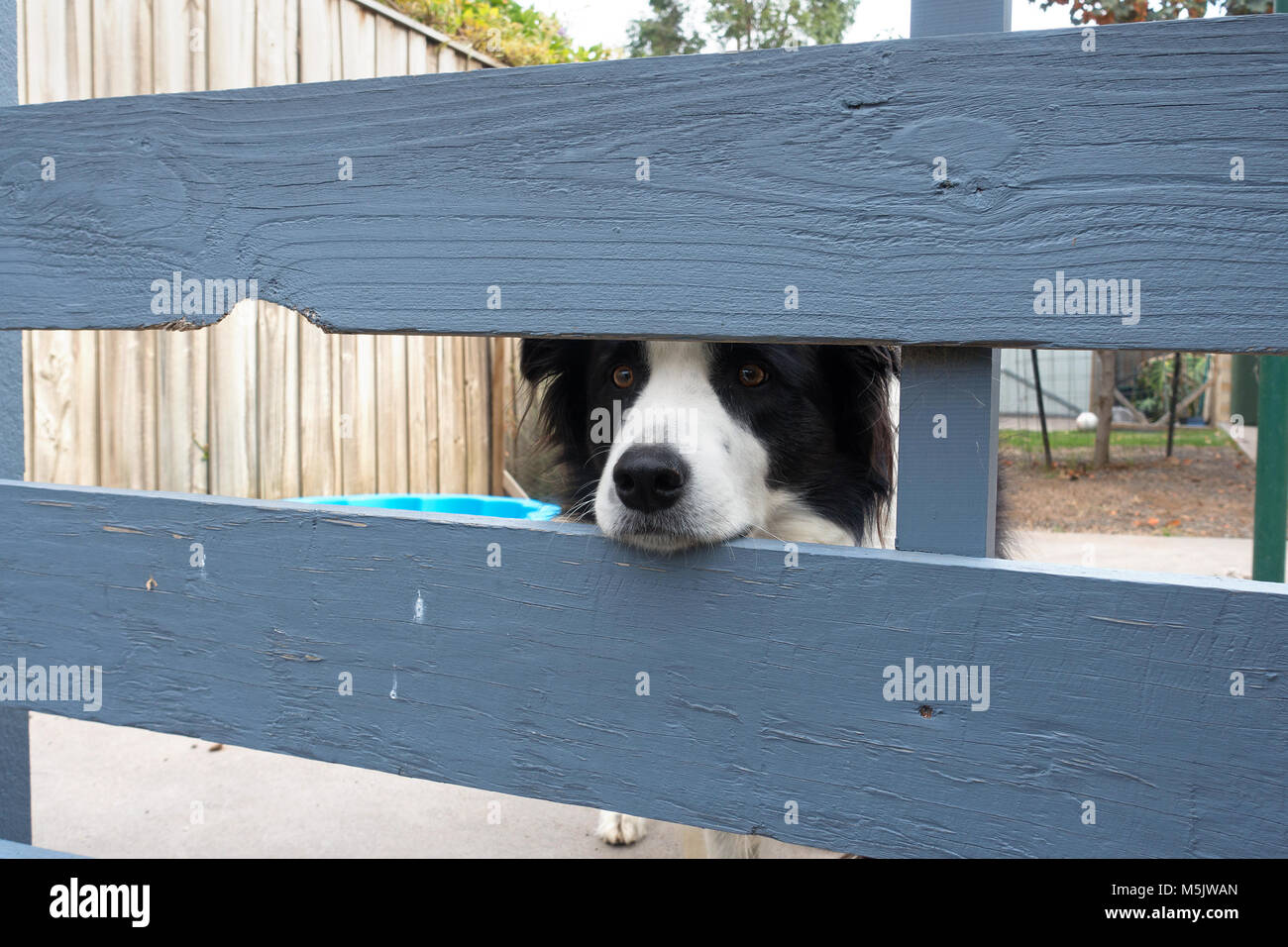 Border Collie schaut durch die Lücke in einem Holzzaun. Stockfoto