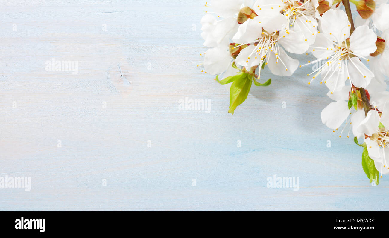 Niederlassungen der blühenden Aprikose auf hellblauem Hintergrund Holz Stockfoto