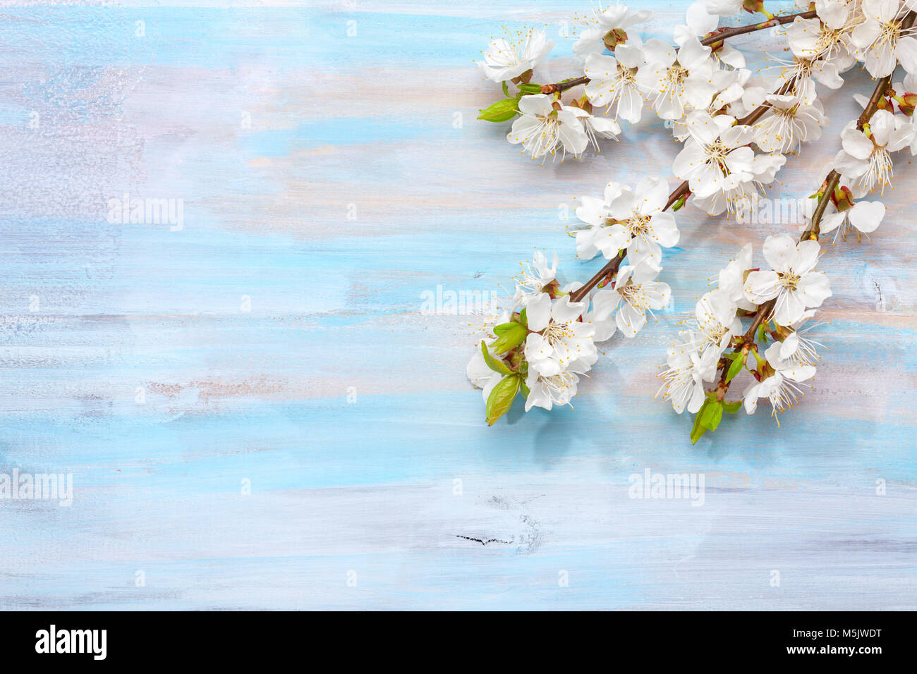 Alte Holz- Hintergrund mit Zweigen von blühenden Aprikose und kopieren Sie Platz für Text. Stockfoto