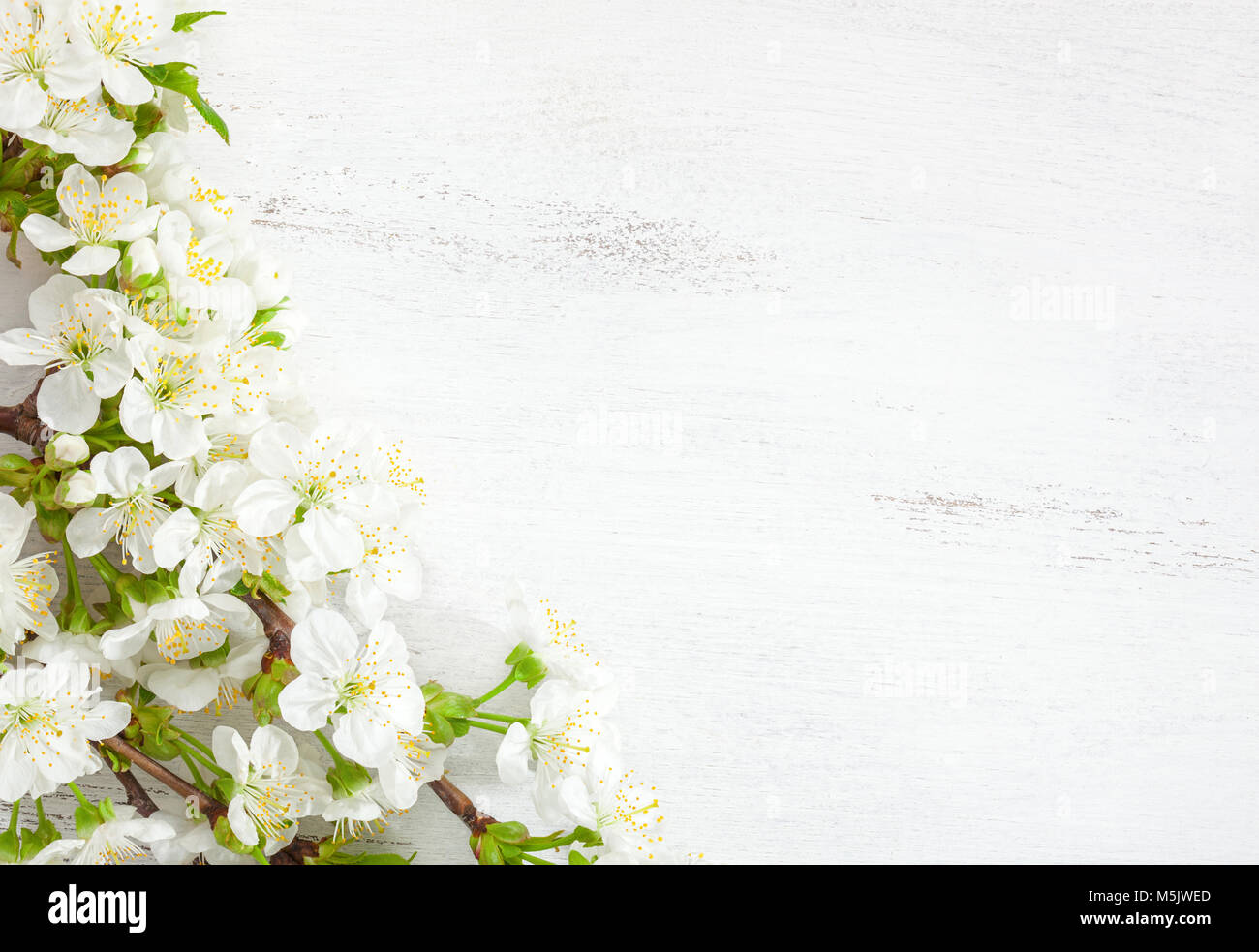 Weiße hölzerne schäbig Hintergrund mit blühenden Kirschbaum Filialen. Stockfoto