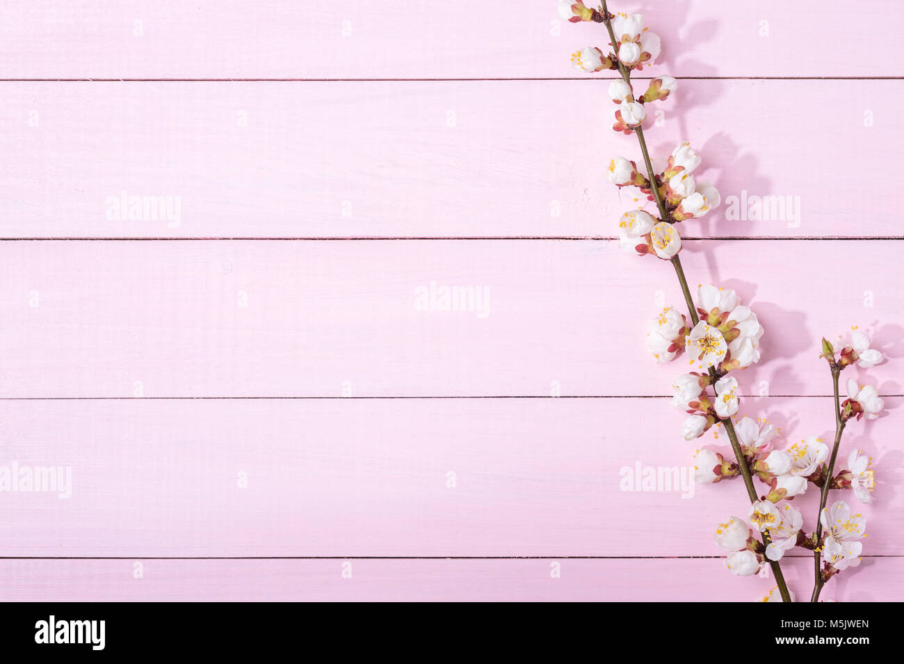 Rosa Holz- Hintergrund mit Zweigen von blühenden Aprikose und kopieren Sie Platz für Text. Stockfoto