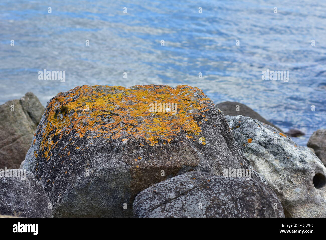 Felsen am Meer mit leuchtend gelben Flechten auf der oberen Seite abgedeckt. Stockfoto