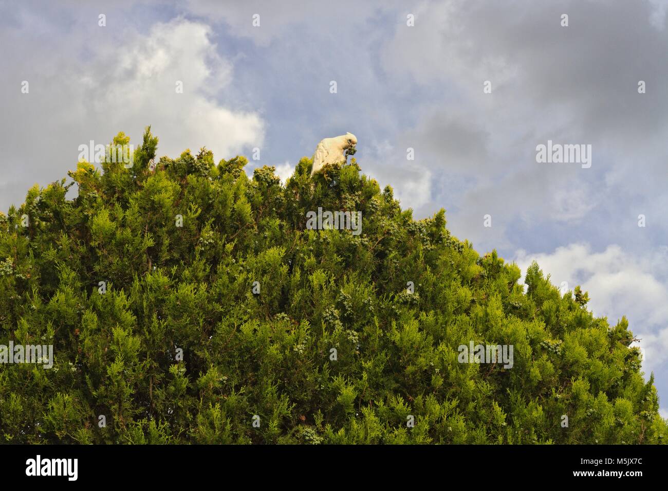 Little Corella, ein australischer Papagei, der Fütterung auf einem Baum, gegen einen bewölkten Himmel. Stockfoto