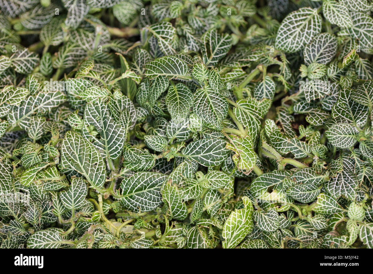 Mosaik Pflanze, Silveråderblad (Fittonia albivenis) Stockfoto