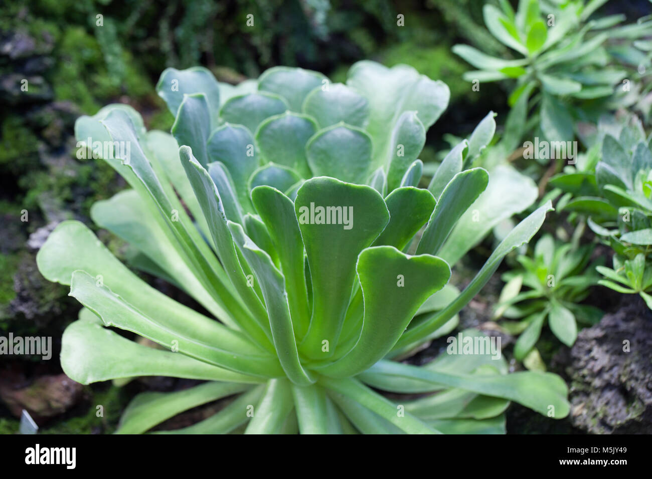 Kanaren Aeonium, Kanarietaklök (Aeonium canariense) Stockfoto