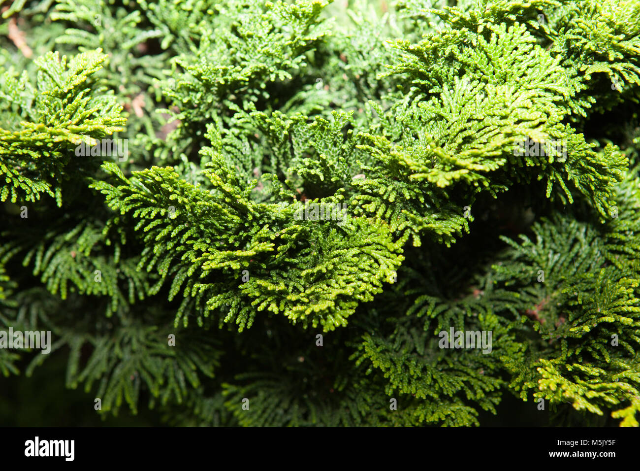 "Japanische Nana (v. griech. "Zypresse, Japansk ädelcypress (Chamaecyparis obtusa) Stockfoto