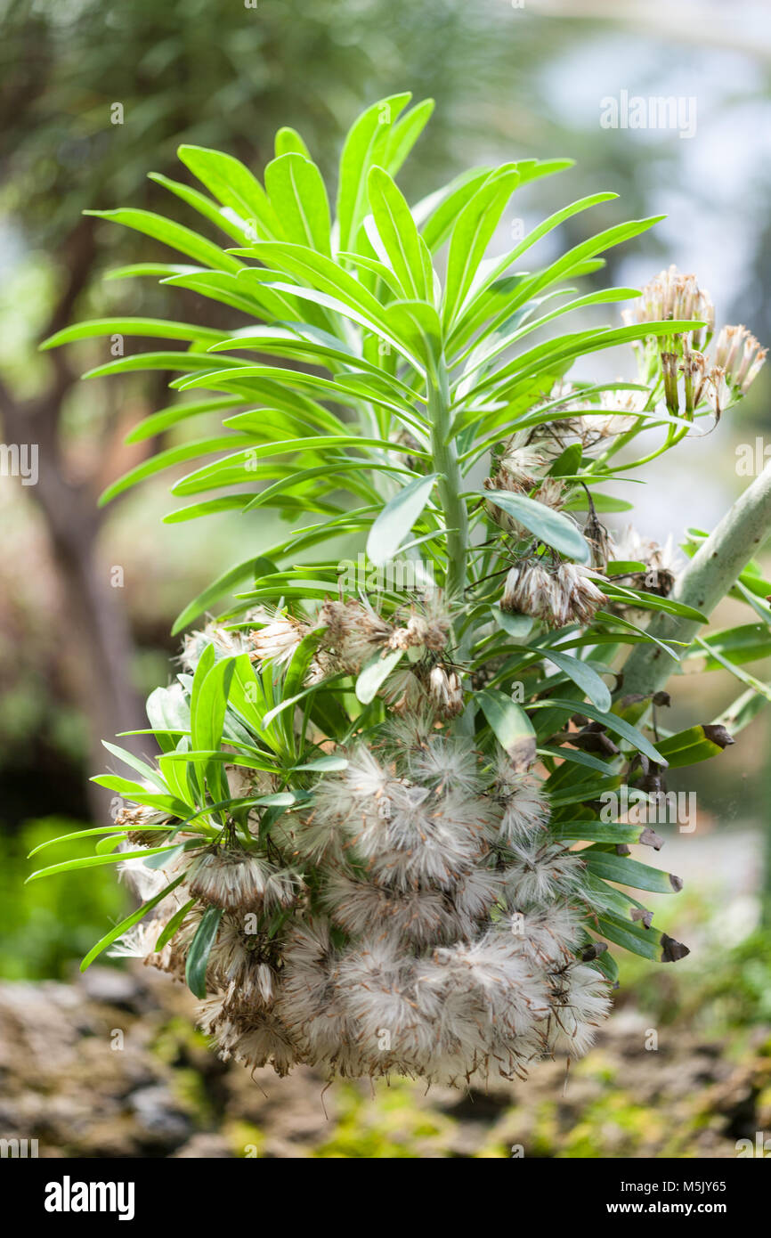 Kanaren Aeonium, Kanarietaklök (Aeonium canariense) Stockfoto