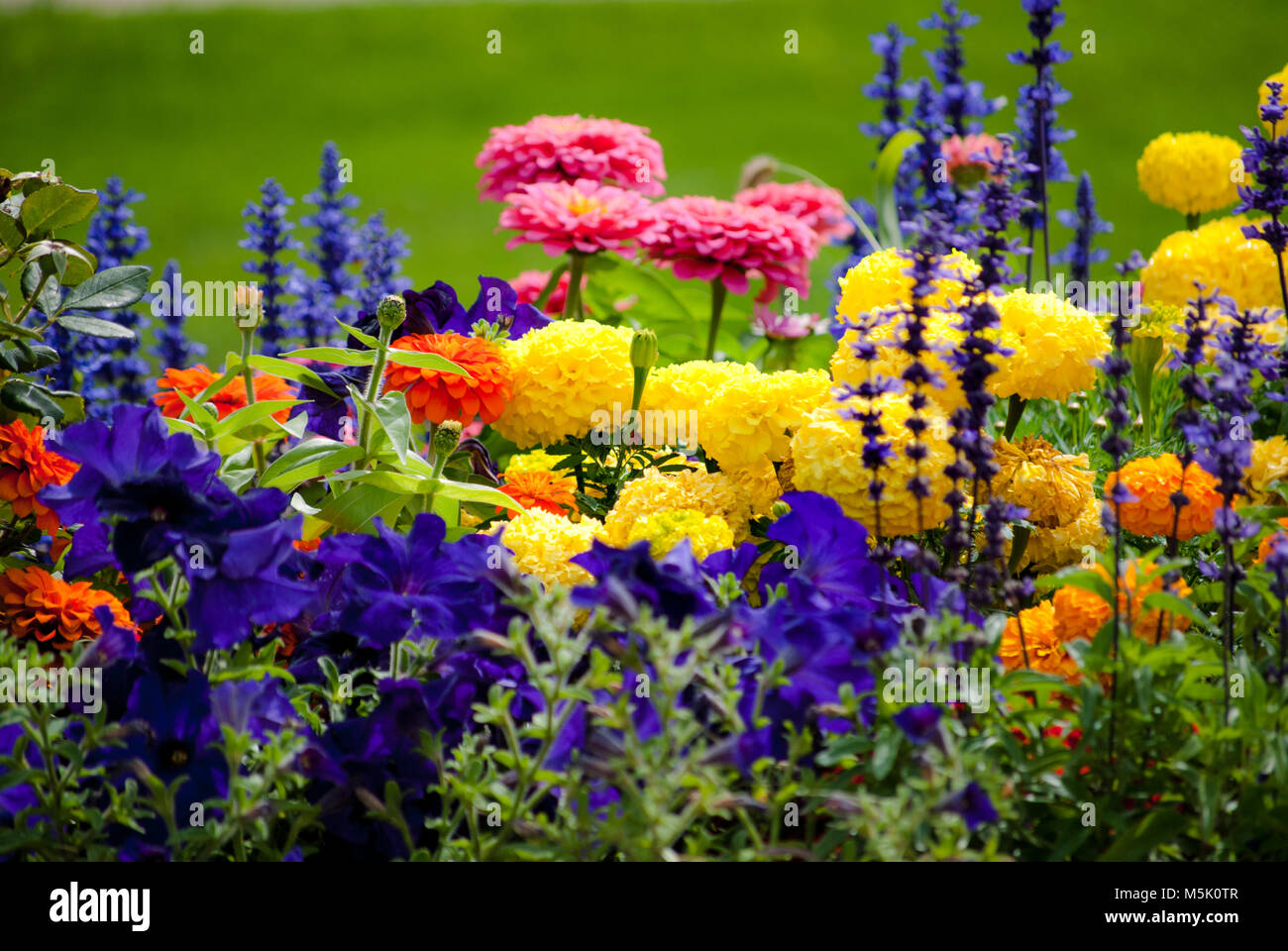 Eine leuchtende und farbenfrohe Anzeige der Flora wächst im Sommer die Gärten. Close-up Fotos mit leuchtenden Blüten. Stockfoto