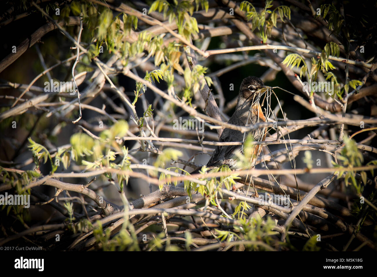 Hochauflösendes Bild von Vogel (Robin) sitzt auf einem Zweig in einem Busch mit Stroh im Schnabel für ein Nest. Der robin ist gut getarnt. Stockfoto