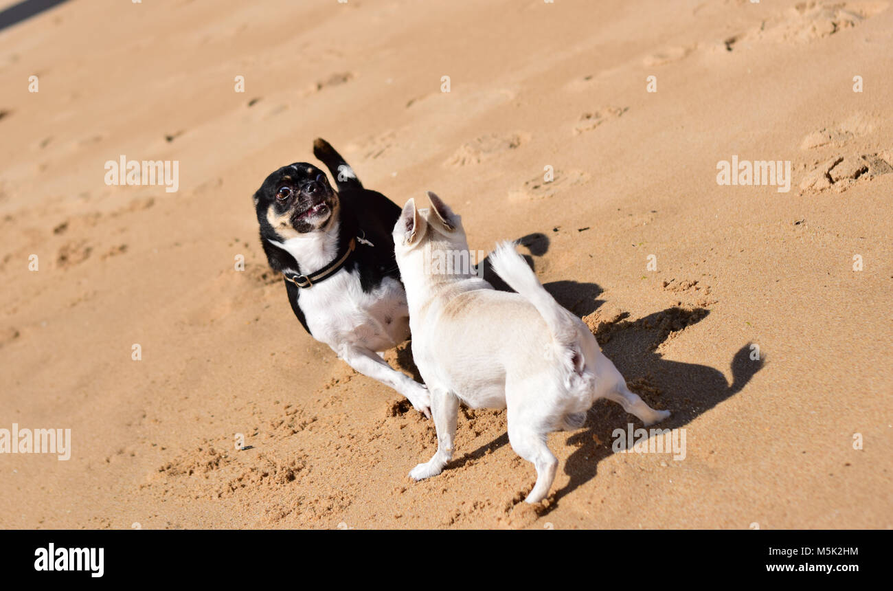 Zwei Hunde spielen am Strand Stockfoto