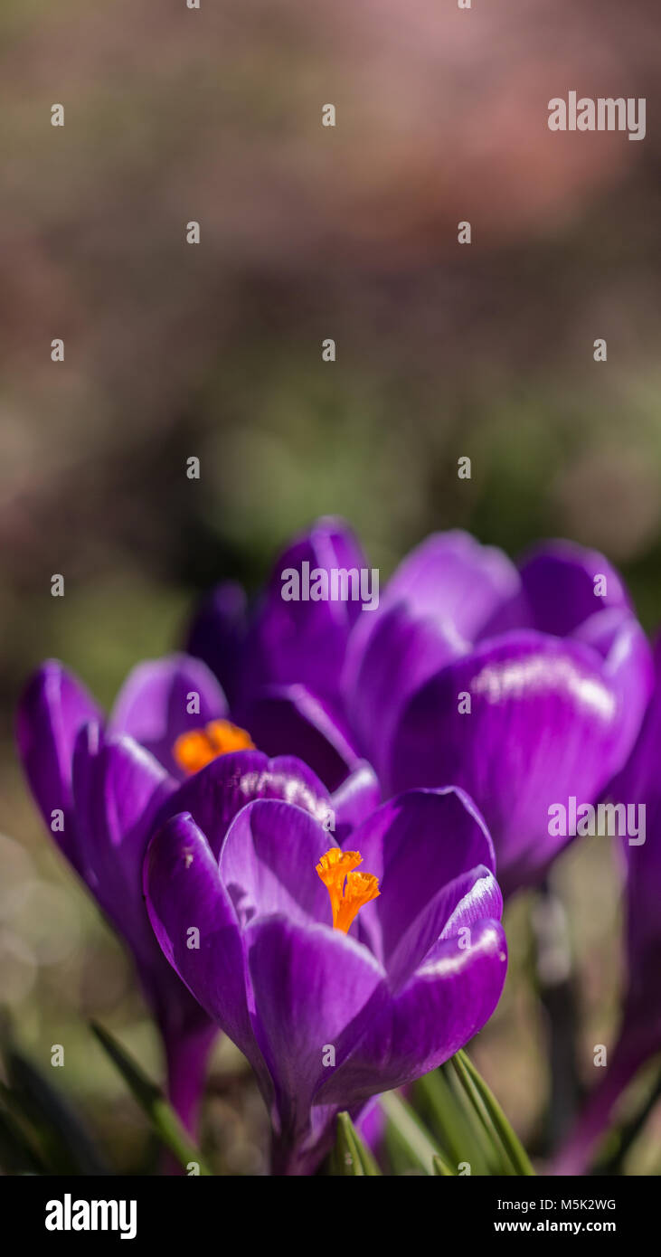 Lila blühende Krokusse mit orangefarbenen Staubblatt in Wäldern Shepperton Surrey, Großbritannien Stockfoto