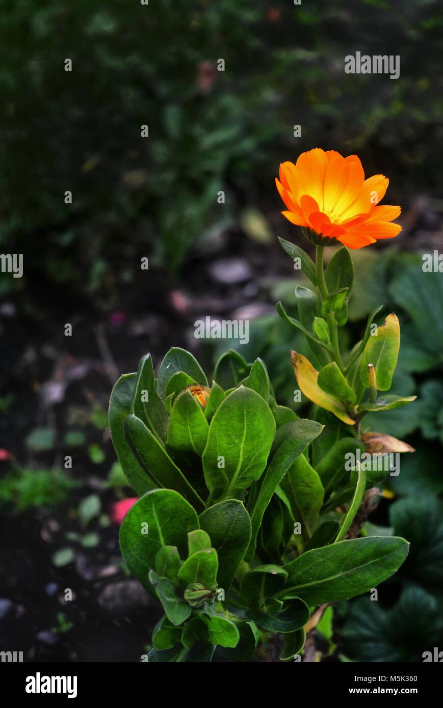 Ringelblume in einem herbstlichen Garten Stockfoto