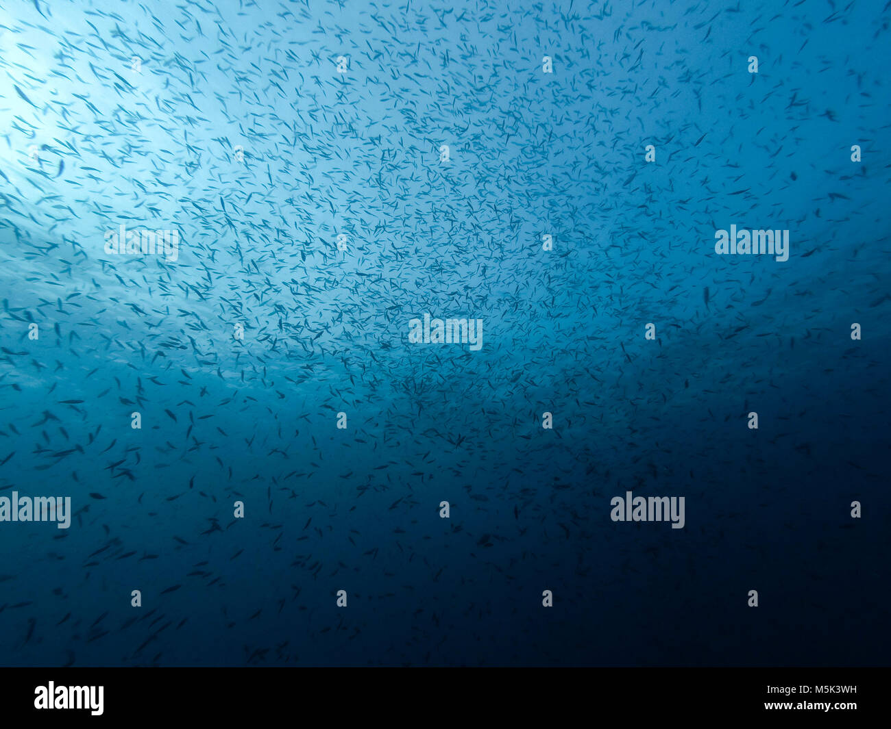 Gruppe von Fischen schwimmen, Ko Tao, Thailand Stockfoto