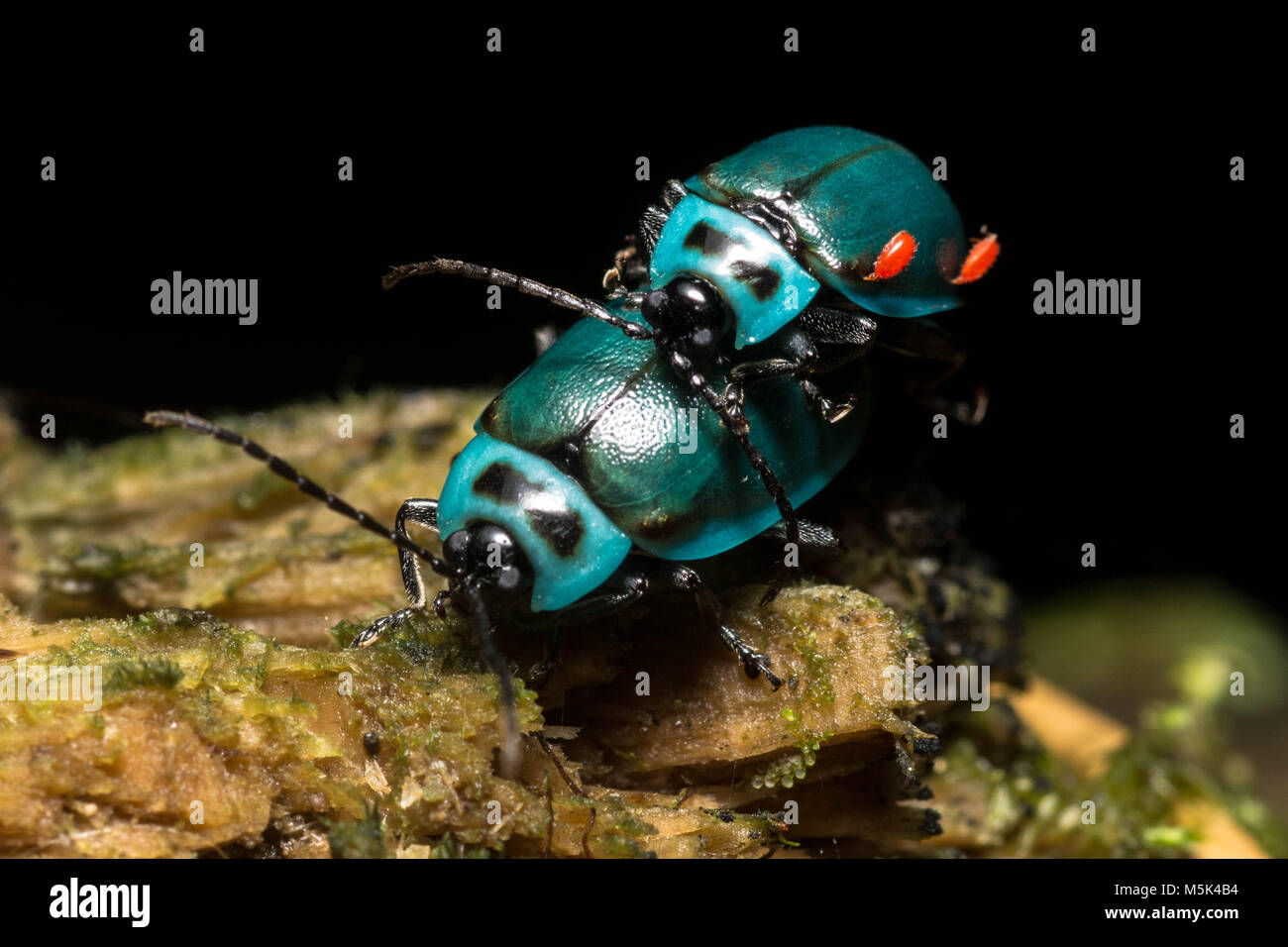 Zwei wunderschöne blaue Blatt Käfer von Ecuador Stockfoto