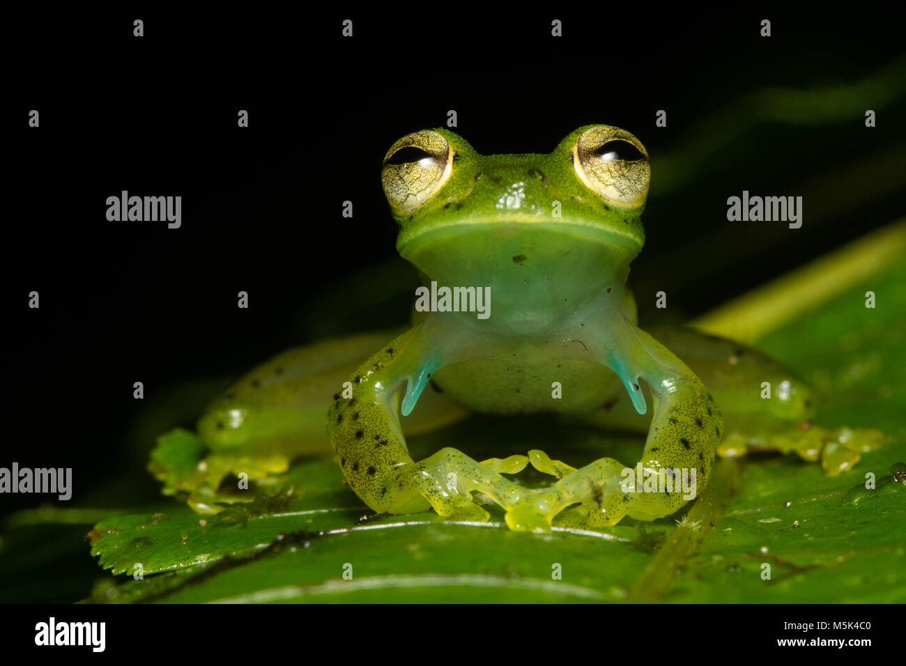 Der Smaragd Glas Frosch (Espdarana prosoblepon) aus Ecuador. Dieses ist männlich wie durch seine Oberarmkopf Stacheln in seine Achselhöhlen belegt. Stockfoto