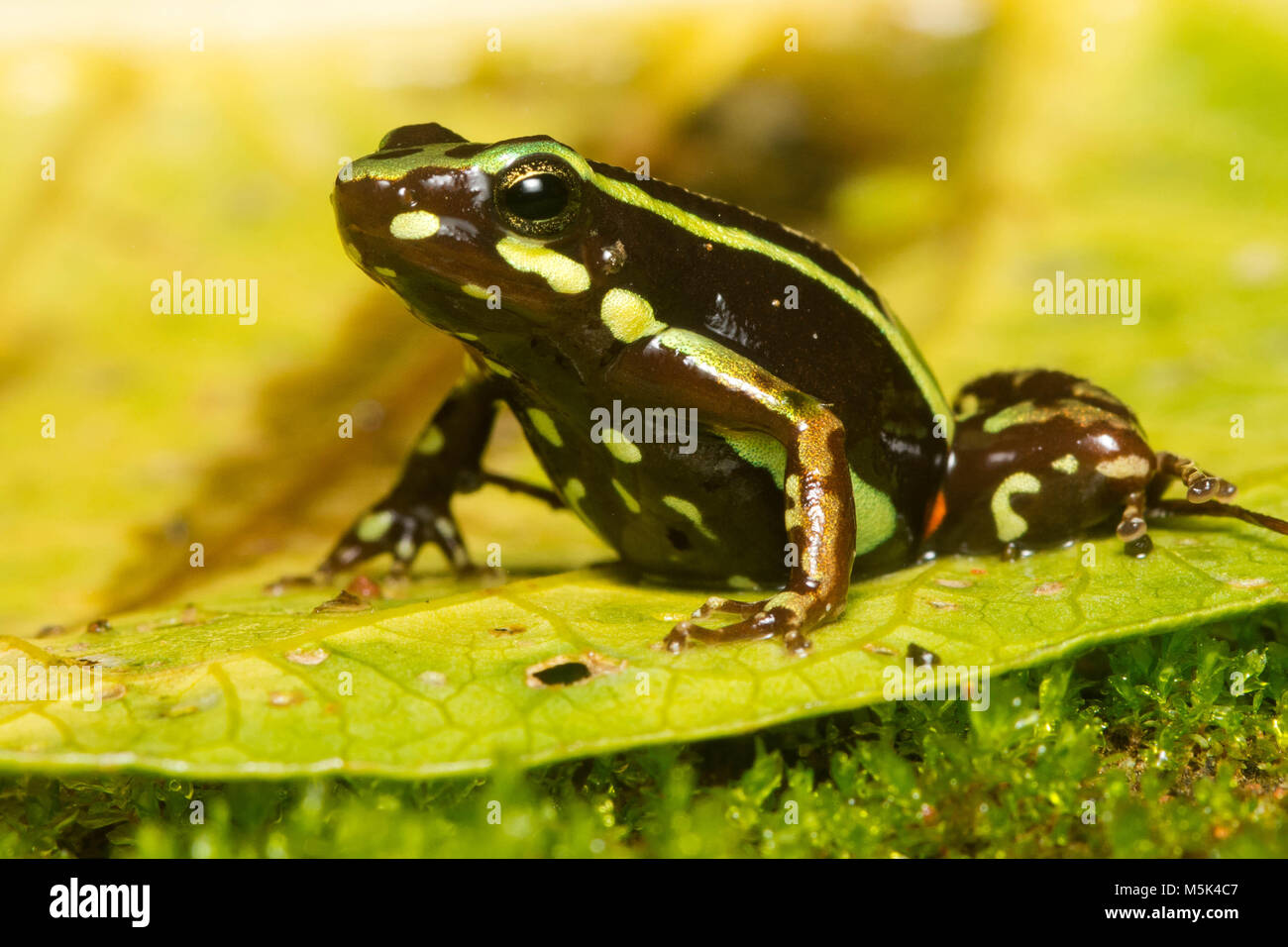 Anthony's Pfeilgiftfrosch (Epipdobates anthonyi) eine kleine & giftige Pfeilgiftfrosch S. in Ecuador gefunden. Die Alkaloide werden gedacht, um medizinische Eigenschaften zu haben. Stockfoto