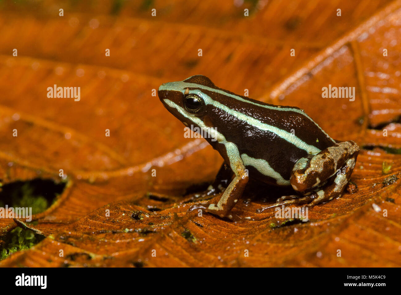 Anthony's Pfeilgiftfrosch (Epipdobates anthonyi) eine kleine & giftige Pfeilgiftfrosch S. in Ecuador gefunden. Die Alkaloide werden gedacht, um medizinische Eigenschaften zu haben. Stockfoto