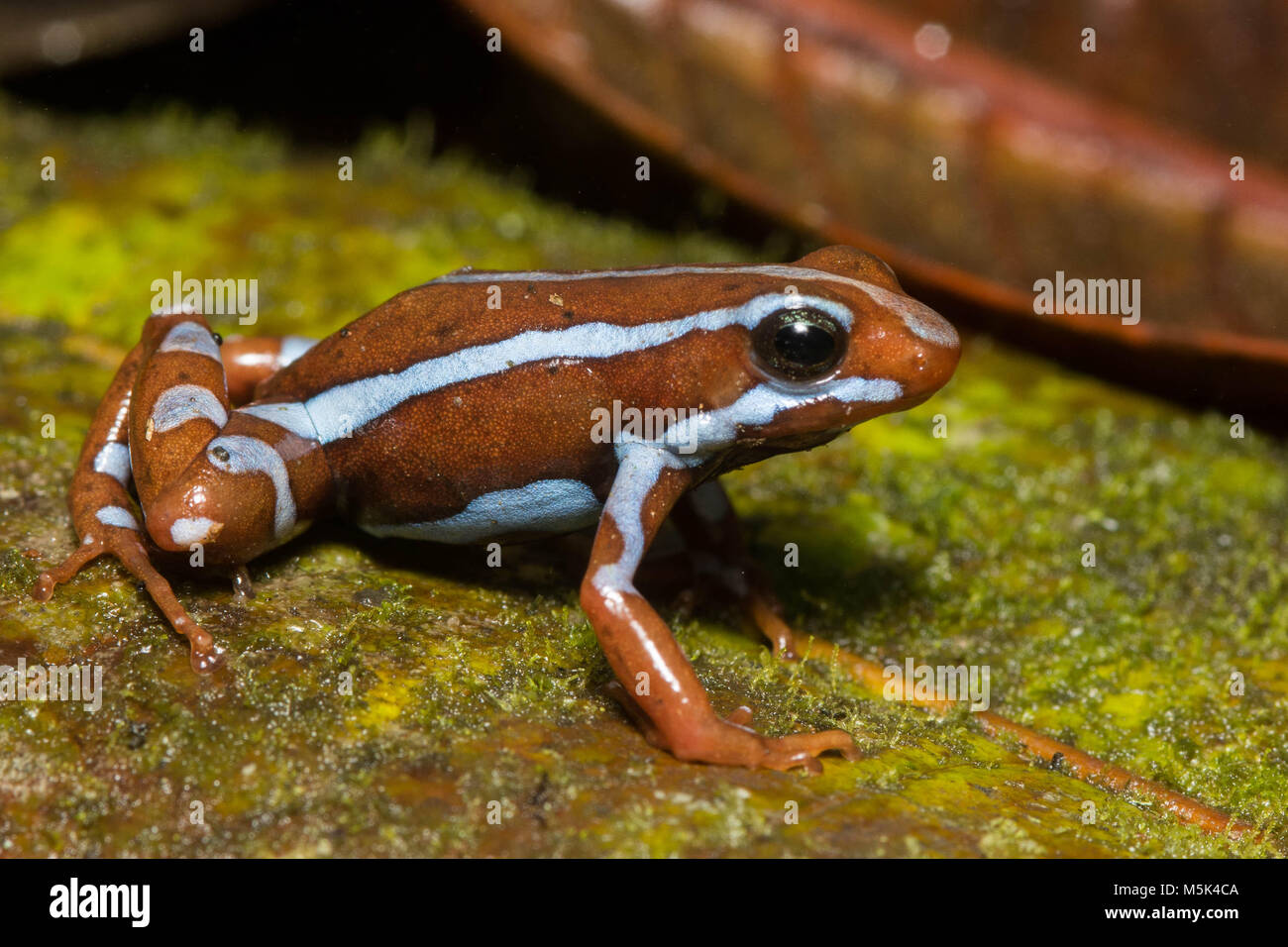 Anthony's Pfeilgiftfrosch (Epipdobates anthonyi) eine kleine & giftige Pfeilgiftfrosch S. in Ecuador gefunden. Die Alkaloide werden gedacht, um medizinische Eigenschaften zu haben. Stockfoto