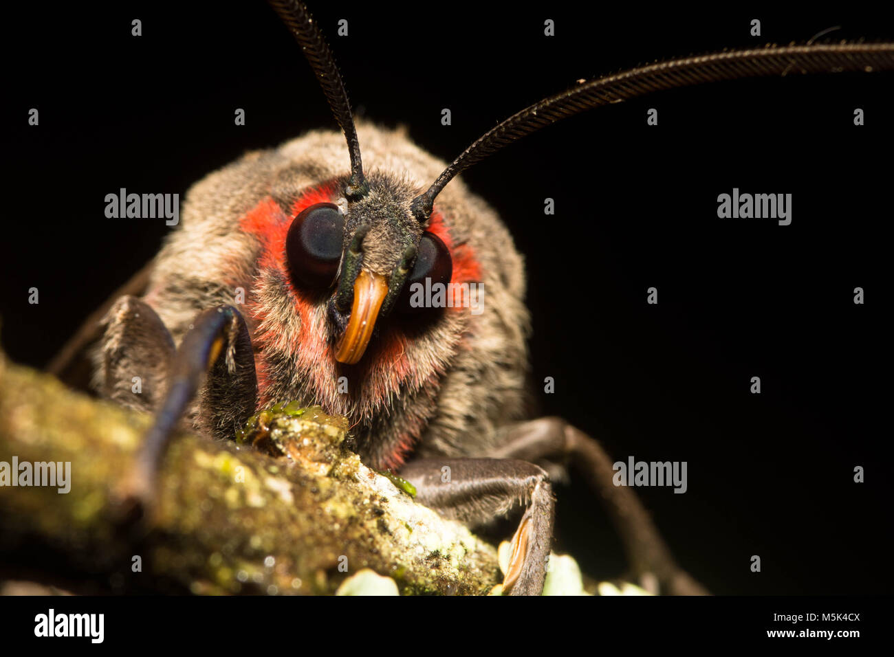 Ein Porträt einer Motte sitzt auf einem Stick in den Ausläufern der Anden im südlichen Ecuador. Stockfoto