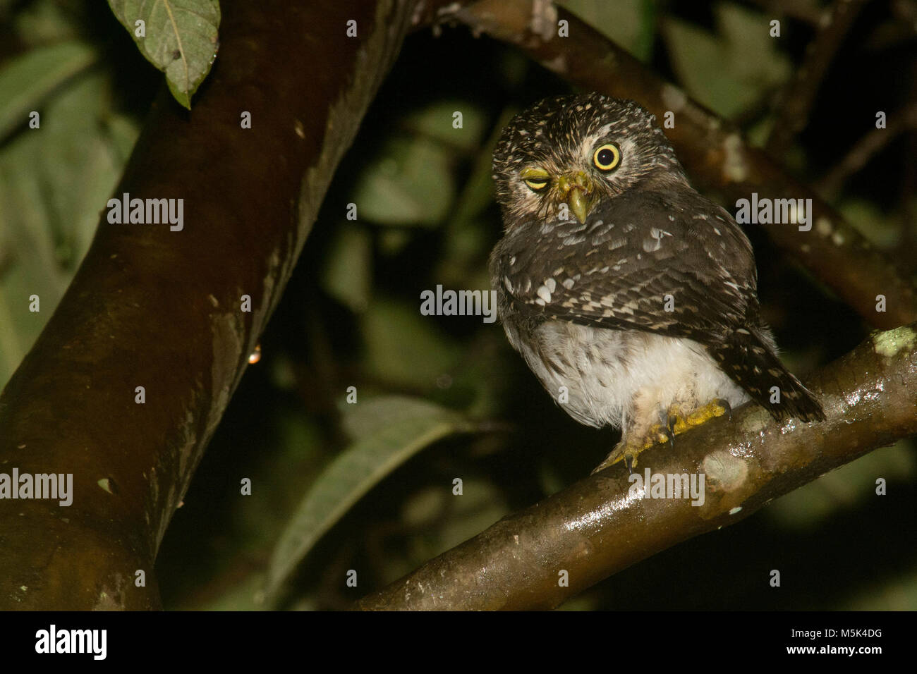 Eine pazifische Sperlingskauz (Glaucidium peruanum) aus dem südlichen Ecuador. Stockfoto