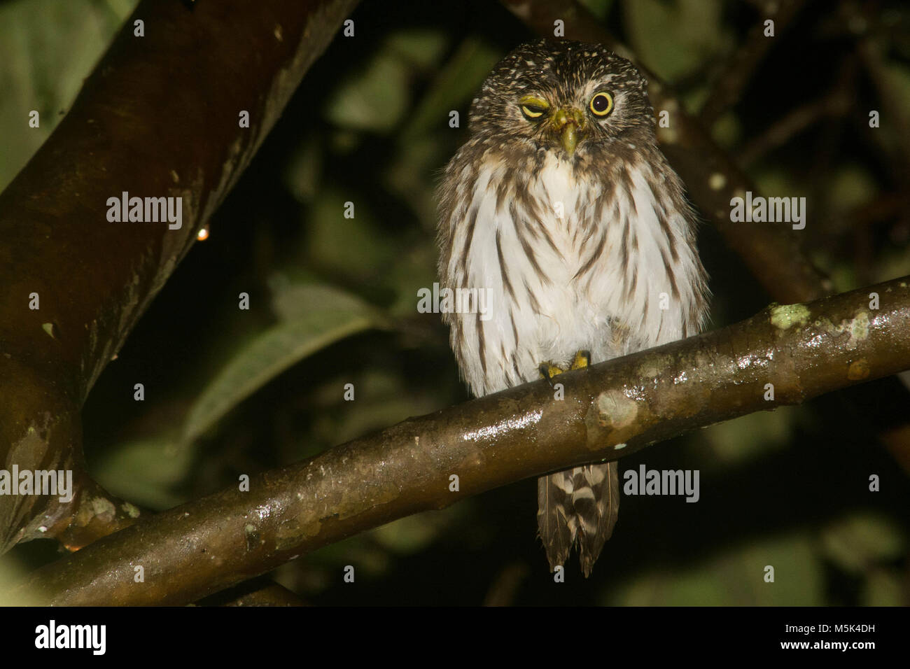 Eine pazifische Sperlingskauz (Glaucidium peruanum) aus dem südlichen Ecuador. Stockfoto