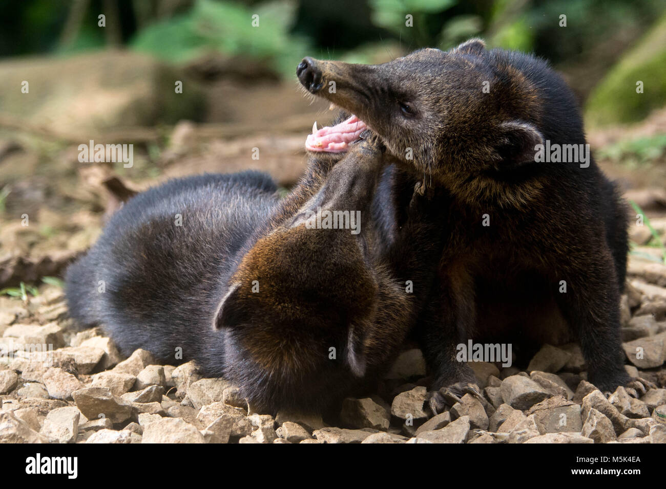 Zwei junge nasenbären spielen rauh und man bekommt am anderen mürrisch. Stockfoto
