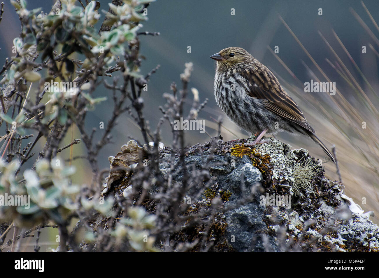 Eine plumbeous Sierra Finch von Cajas Nationalpark, hoch in den Anden von Ecuador. Stockfoto